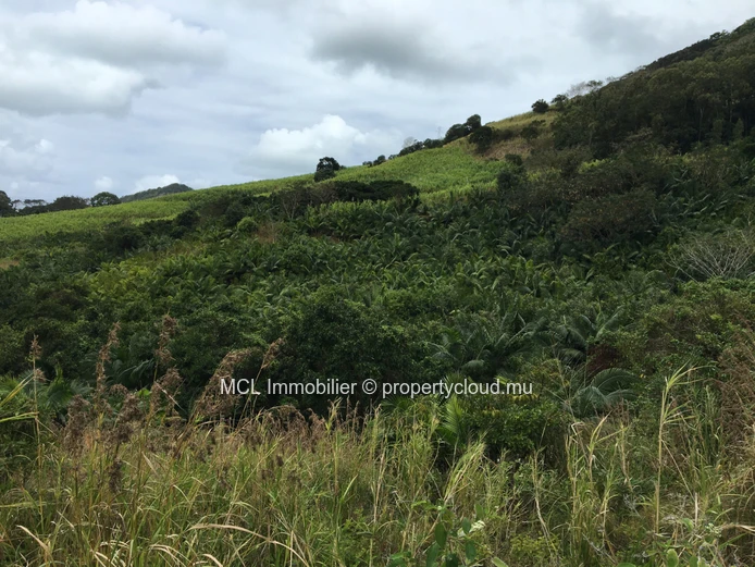 Terrain agricole de 9 arpents 42 perches  à Anse Jonchée