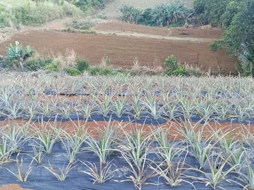 Agricultural Land