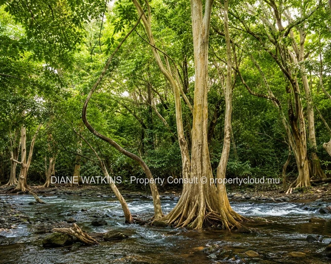 An Exceptional Opportunity in Tamarin – 7-Arpent Residential Land