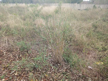 Residential Land