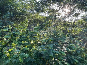 Terrain Agricole
