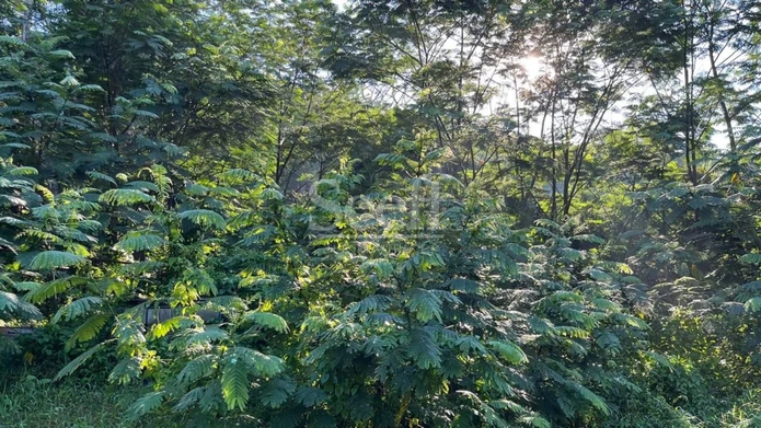 Enchanting Oasis Near Chamarel