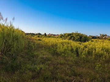Agricultural Land