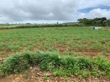 Agricultural Land