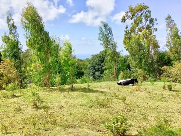 Terrain Résidentiel