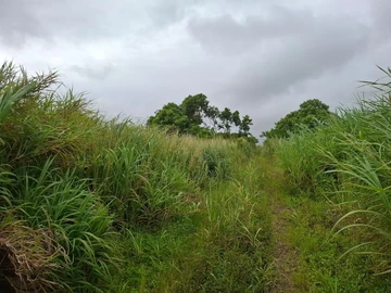 Agricultural Land