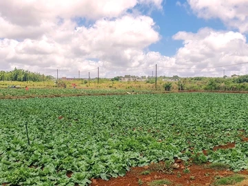 Commercial Land