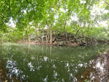 A VENDRE - Terrain unique de 7 arpents relié à la rivière de Tamarin a des dimensions généreuses pour un développemen...