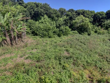 Agricultural Land