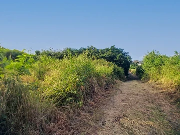 Terrain