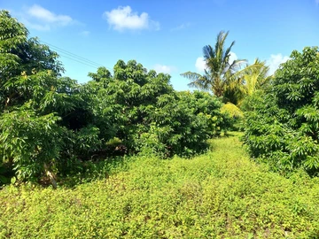 Agricultural Land