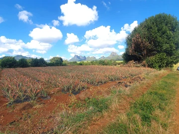Terrain Agricole