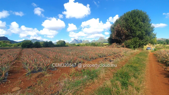 Terrain Agricole à Vendre – Route Ilot Branch, Rivière des Calebasses, Pamplemousses