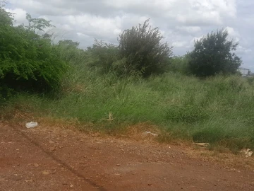 Agricultural Land
