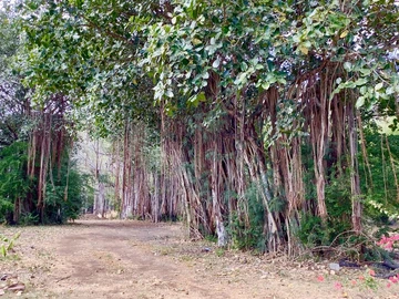 Residential Land
