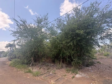 Terrain