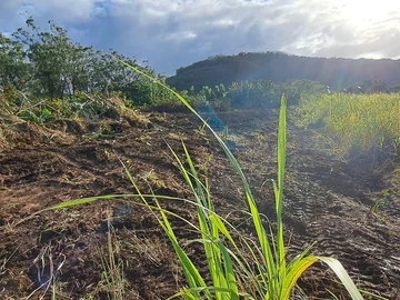 Agricultural Land