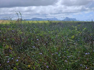 Agricultural Land