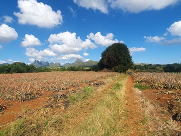 Terrain Agricole