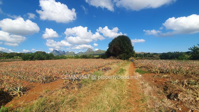Terrain Agricole à Vendre – Route Ilot Branch, Rivière des Calebasses, Pamplemousses
