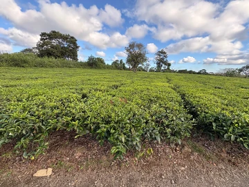 Agricultural Land