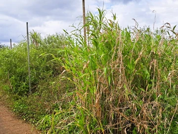 Agricultural Land