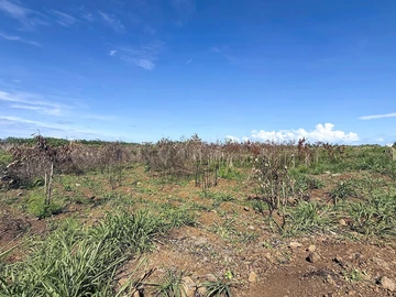 Land