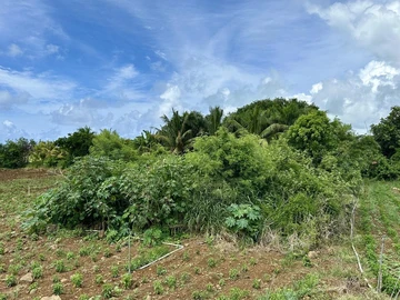 Agricultural Land