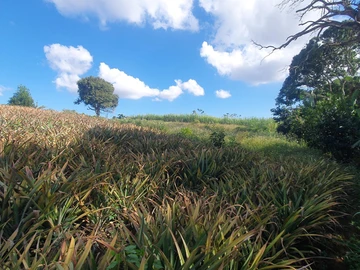 Terrain Agricole