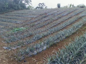 Agricultural Land