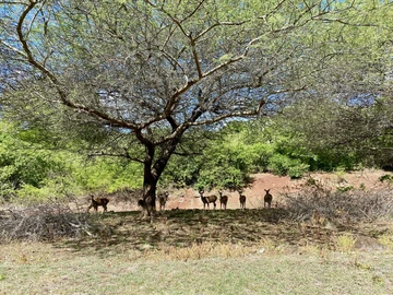 Villa de 4 Chambres