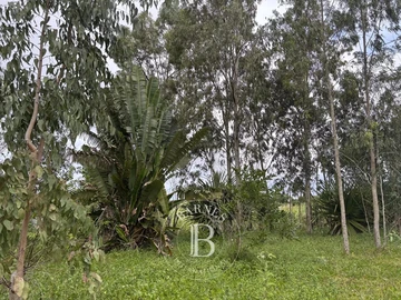 Agricultural Land