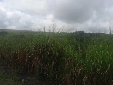 Terrain