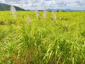 Terrain Agricole