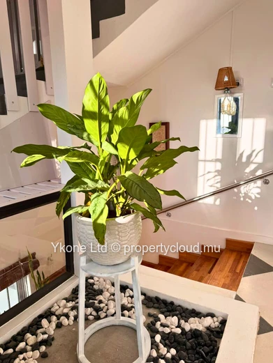 Apartment For Rent In Mont Choisy