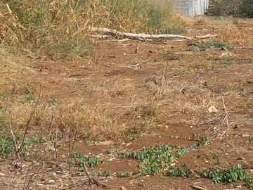 Residential Land
