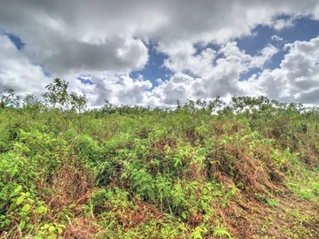 Agricultural Land