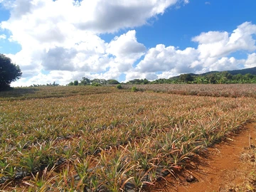 Terrain Agricole