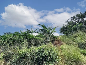 Land