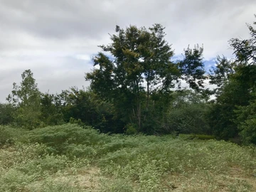 Terrain