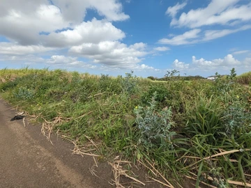 Agricultural Land