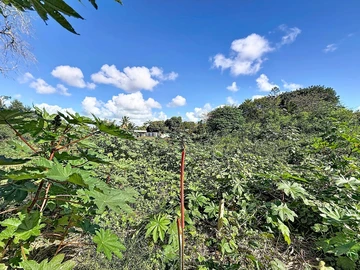 Terrain
