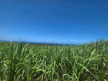 Agricultural Land