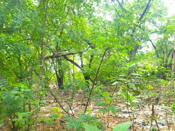 For Sale, Land Route Abattoir, Port Louis