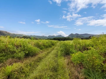 Agricultural Land