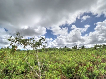 Agricultural Land