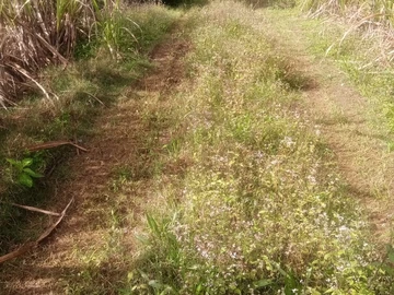 Agricultural Land