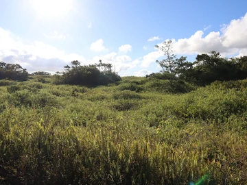 Agricultural Land