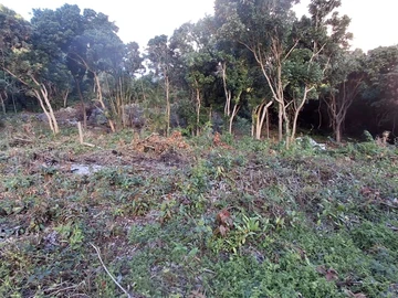 Land