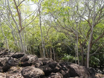 Terrain